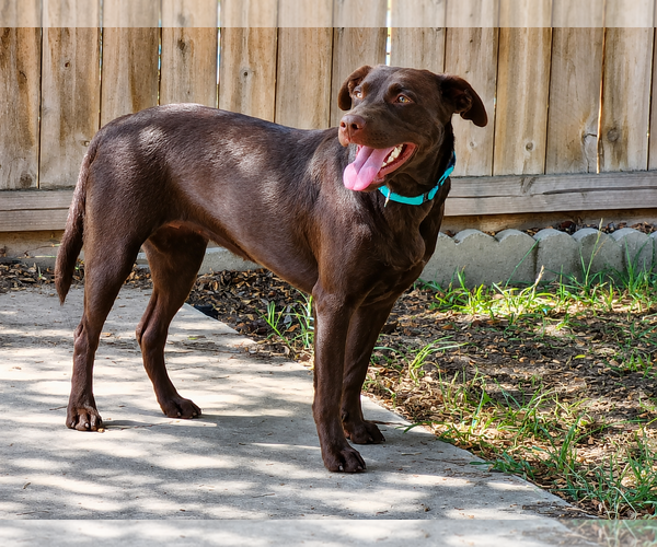 Medium Photo #2 Labrador Retriever Puppy For Sale in Clovis, CA, USA