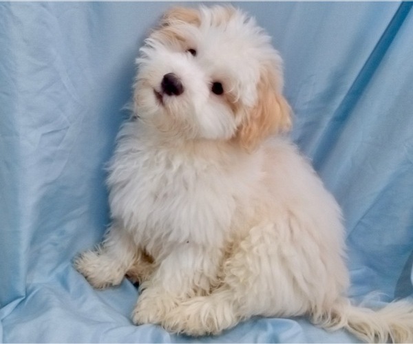 Medium Photo #1 Havanese Puppy For Sale in FENTON, MO, USA