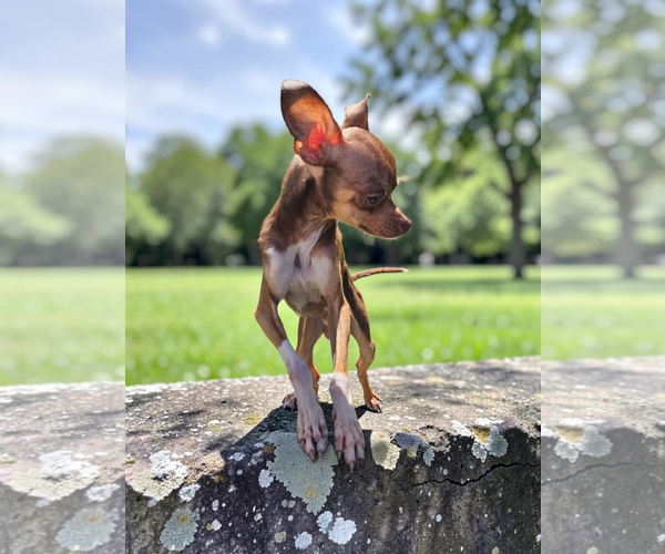 Medium Photo #4 Chihuahua Puppy For Sale in McKinney, TX, USA