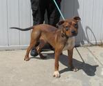 Small American Pit Bull Terrier