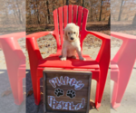 Small Photo #7 Goldendoodle Puppy For Sale in ATHENS, TN, USA