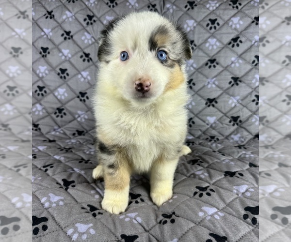 Medium Photo #46 Australian Shepherd Puppy For Sale in SALISBURY, NC, USA
