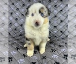Small Photo #46 Australian Shepherd Puppy For Sale in SALISBURY, NC, USA