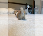 Small #8 Pembroke Welsh Corgi