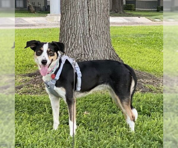 Medium Photo #3 Border Collie Puppy For Sale in Denton, TX, USA