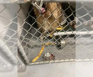 - Mix Dogs for adoption in Fremont, CA, USA