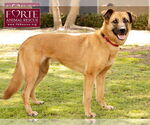 Small #8 Labrador Retriever Mix