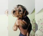 Puppy 3 Yorkshire Terrier