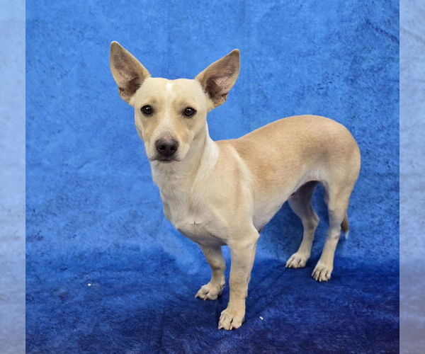 Medium Photo #5 Chihuahua-Unknown Mix Puppy For Sale in Lakewood, CO, USA