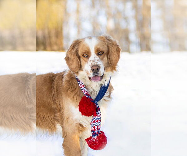 Medium Photo #3 Australian Shepherd-Cocker Spaniel Mix Puppy For Sale in Unionville, PA, USA