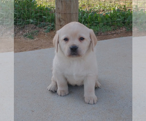Labrador Retriever Puppy for sale in CALIENTE, CA, USA