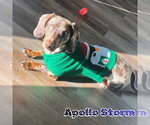 Small #10 Dachshund