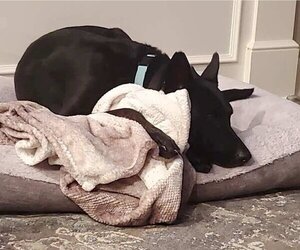 Colby - Male German Shepherd Dog Dog for Adoption - Photo #22