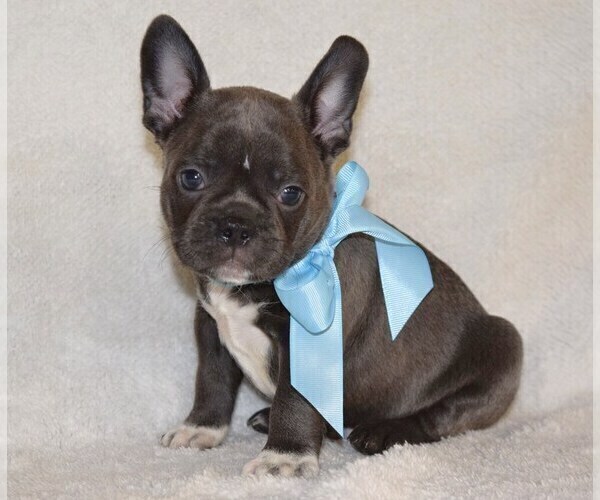 Medium Photo #1 French Bulldog Puppy For Sale in COSHOCTON, OH, USA