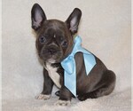 Small Photo #1 French Bulldog Puppy For Sale in COSHOCTON, OH, USA