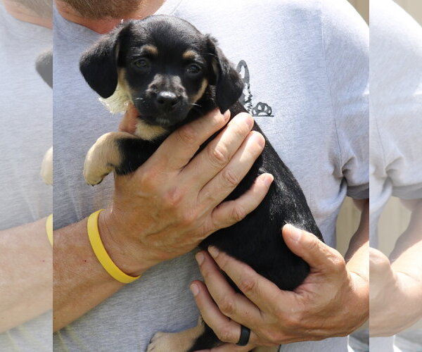 Medium Photo #2 Dachshund Puppy For Sale in Bandera, TX, USA