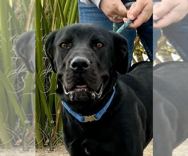 Medium Photo #3 Mutt Puppy For Sale in Goodyear, AZ, USA