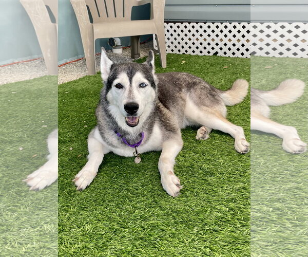 Medium Photo #1 Siberian Husky Puppy For Sale in Marathon, FL, USA