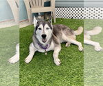 Lily - Female Siberian Husky Dog for Adoption - Small photo
