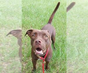 Medium American Staffordshire Terrier