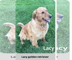 Small Photo #1 Goldendoodle (Miniature) Puppy For Sale in FREDERICKSBG, OH, USA