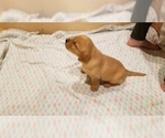 Small Photo #12 Labrador Retriever Puppy For Sale in NEW STANTON, PA, USA