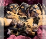 Image preview for Ad Listing. Nickname: Puppy 1