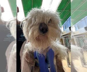Mutt Dogs for adoption in Chula Vista, CA, USA
