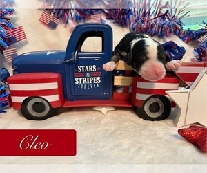 Bernedoodle-Poodle (Standard) Mix Puppy for sale in MENIFEE, CA, USA