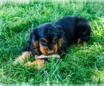 Small Photo #6 Cocker Spaniel Puppy For Sale in WAKARUSA, IN, USA
