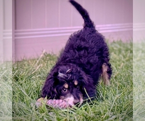 Bernedoodle (Miniature) Puppy for sale in ROY, UT, USA