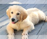 Small #2 English Cream Golden Retriever