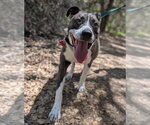Small #3 Labrador Retriever Mix