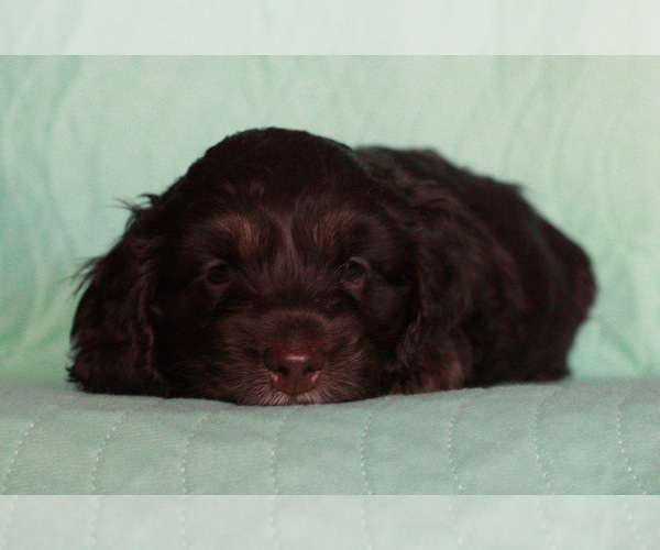 Medium Photo #1 Cock-A-Poo Puppy For Sale in HYATTSVILLE, MD, USA