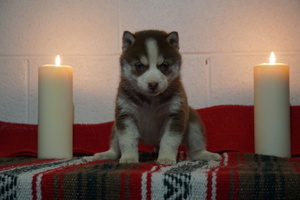 Siberian Husky Puppy for sale in FREDERICKSBG, OH, USA