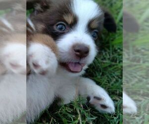 Miniature Australian Shepherd Puppy for Sale in DEMING, New Mexico USA