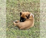 Small Photo #13 Boxer Puppy For Sale in COWETA, OK, USA