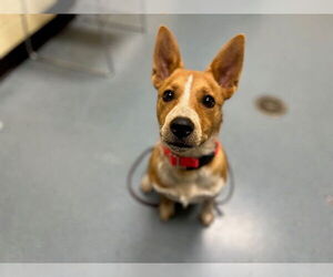 Mutt Dogs for adoption in Denver, CO, USA