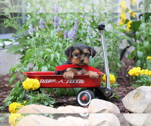 Yorkshire Terrier Puppy for sale in HUMBOLDT, IL, USA