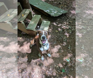 Watson - Male Mutt Dog for Adoption - Photo #3