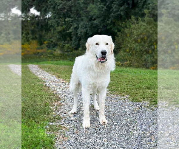 Medium Photo #1 Great Pyrenees-Unknown Mix Puppy For Sale in Unionville, PA, USA