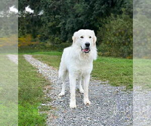 Medium Great Pyrenees Mix