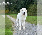 Small Great Pyrenees Mix