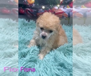 Poodle (Toy) Puppy for sale in AZLE, TX, USA