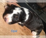 Small Photo #5 Australian Shepherd Puppy For Sale in ARBA, IN, USA