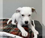 Small #8 Mutt