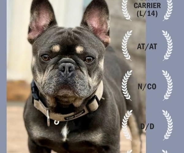 Medium Photo #1 French Bulldog Puppy For Sale in LEAVENWORTH, KS, USA