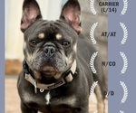 Small Photo #1 French Bulldog Puppy For Sale in LEAVENWORTH, KS, USA