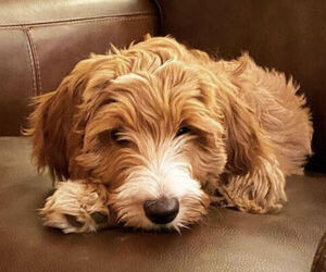 Goldendoodle Puppy for Sale in ROSWELL, Georgia USA