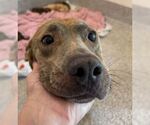 Small #2 American Pit Bull Terrier Mix